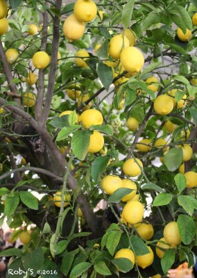 All that I can see is just a yellow lemon-tree.