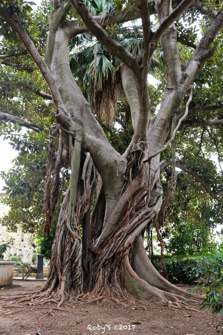 Ficus - Piazza della Marina.