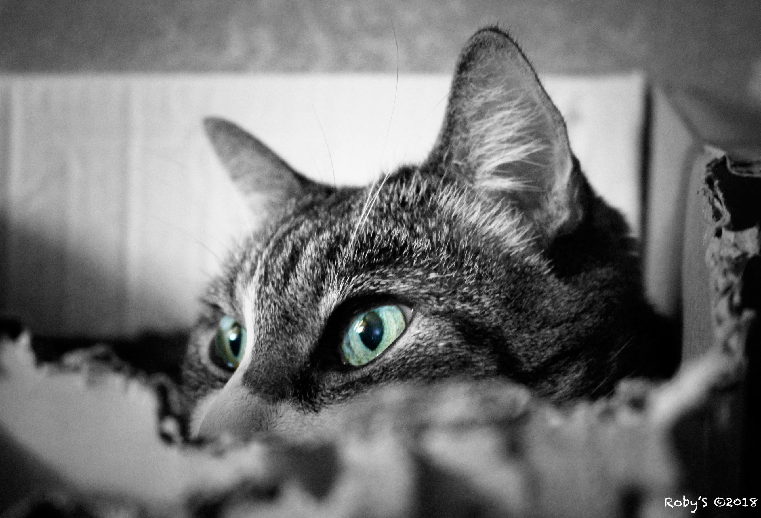 Occhi di gatto bis. © CC BY-NC-SA