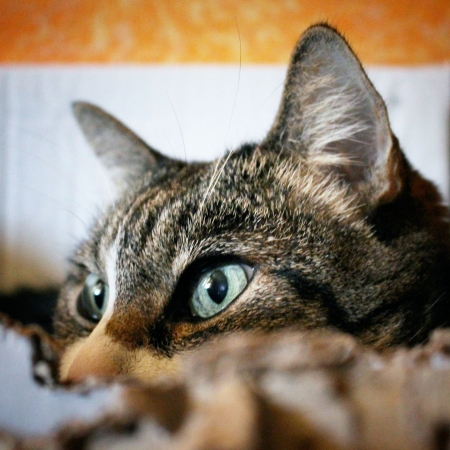 Occhi di gatto. © CC BY-NC-SA